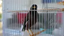 Juji, burung mynah berada di dalam sangkar di rumah duta besar Prancis di Abu Dhabi, Uni Emirat Arab (10/2021). Gadis itu menangis setelah diberitahu bahwa dia tidak bisa membawa hewan peliharaannya dalam perjalanan selanjutnya ke Prancis untuk" sanitasi alasan", kata Chatel. (AFP/ Giuseppe Cacace)