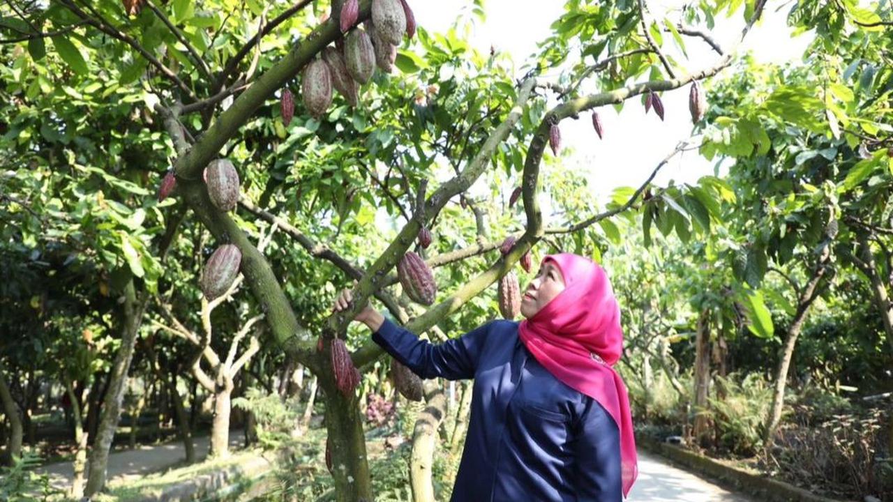 Sensasi Wisata di Kampung Coklat