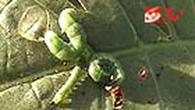 Ulat Hijau Serang Tembakau di Madura