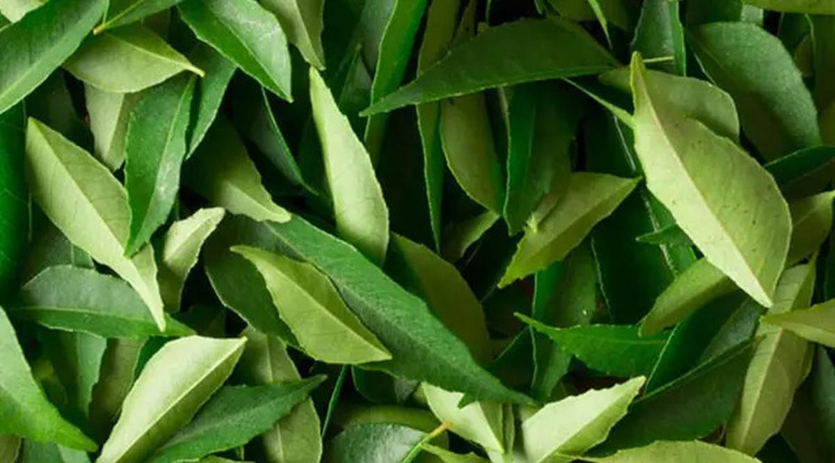 Resep Daun Ajaib Penurun Gula Darah, Rahasia Kesehatan Alami yang Mudah Dicoba