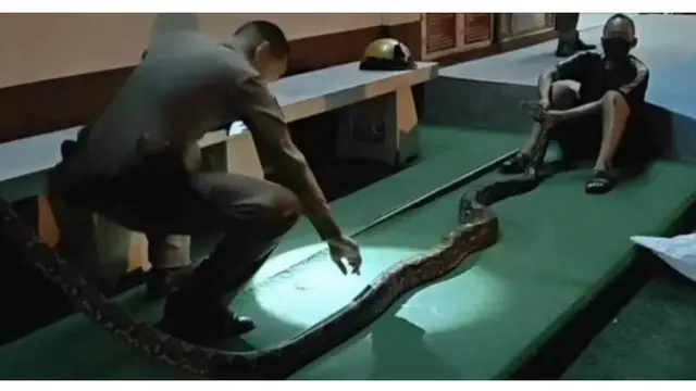 Pria Penjaga Keamanan Gigit Ekor Ular Piton Saat Lehernya Dililit, Ngaku Hampir Mati
