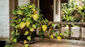 8 Cara Mengatasi Daun Tanaman Menguning Padahal Rajin Disiram