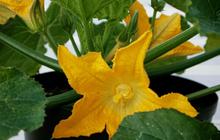 7 Tips Menanam Zucchini atau Labu Mini di Polybag, Berkebun untuk Panen Melimpah