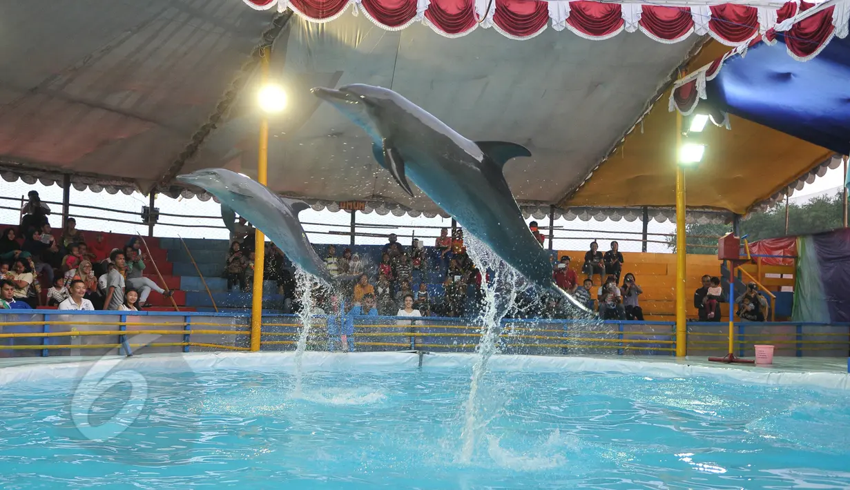 Dua ekor lumba-lumba melompat di atas air saat pertunjukan sirkus keliling di Kota Depok, Jawa Barat, Minggu (31/5/2015). Pertunjukan tersebut digelar hingga 14 Juni mendatang, dengan tarif antara Rp35ribu-Rp50ribu. (Liputan6.com/Herman Zakharia)