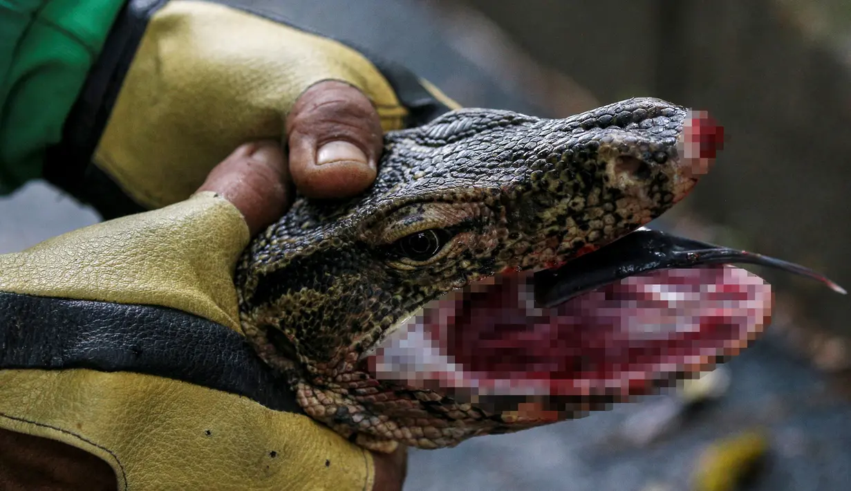 Pekerja menangkap biawak yang ditemukan di Taman Lumpini, Bangkok, Thailand, Selasa (20/9). Proses penangkapan biawak sepanjang hampir 2 meter itu menjadi perhatian pengunjung taman. (REUTERS / Athit Perawongmetha)