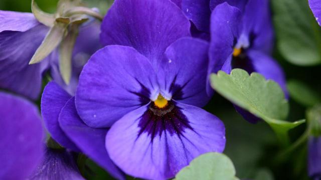 Gambar Bunga Violet - Gambar Ngetrend dan VIRAL