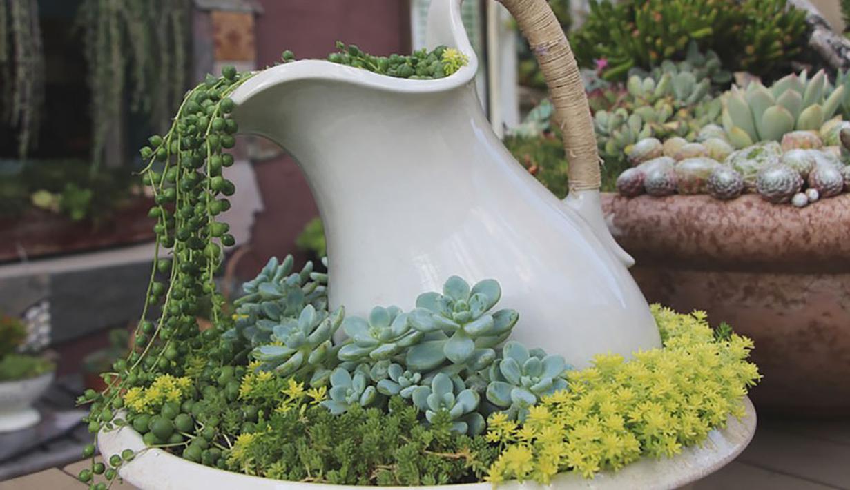 Pot  Bunga Tumpah Inspirasi Desain Taman  Rumah Cantik Dan 