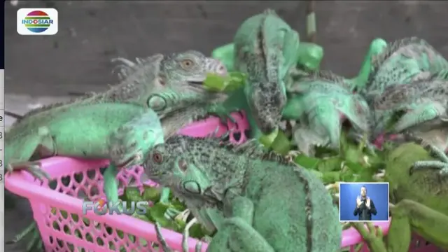 Pemuda Jember Kaya Raya dari Bisnis Budidaya Iguana
