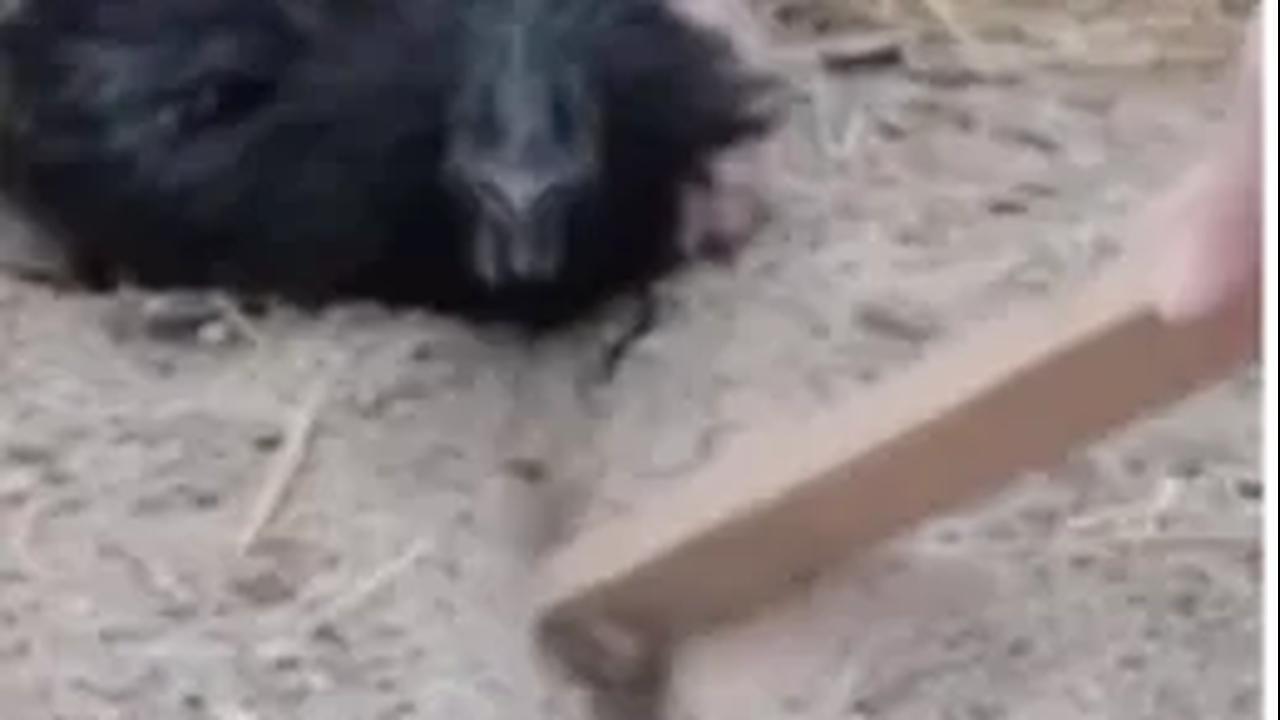 Dalam video tersebut tertulis: “How to hypnotize chickens”, menunjukan menunjukan bagaimana ayam begitu terhipnotis setelah dipegang kepalanya ke bawah menghadap tanah.