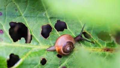8 Cara Mengatasi Thrips pada Tanaman Hias, Kenali Tanda Serangannya