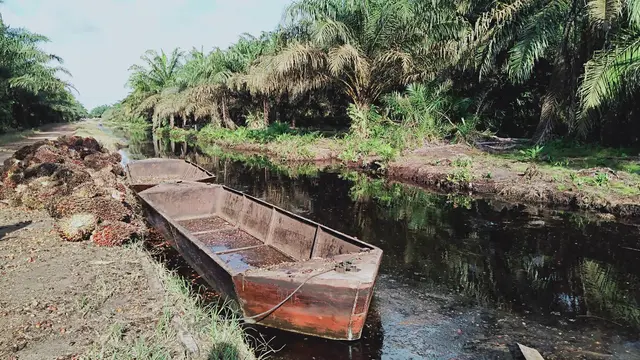 Perkebunan sawit