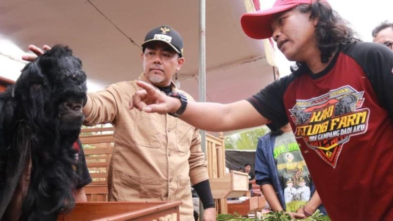 Bupati Haris Dorong Probolinggo Jadi Sentra Ternak Kambing-Domba, Optimalkan Potensi Lokal