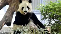 China kerap mengirimkan panda sebagai hadiah persahabatan. Dan metode ini dikenal dengan sebutan diplomasi panda (AP)