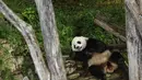 Setelah kembali ke Tiongkok, ketiga panda raksasa tersebut diperkirakan tidak akan ada pertukaran pengganti. (AFP/Stefani Reynolds)