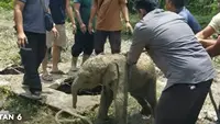 Anak Gajah Tercebur Septic Tank, Saat Dievakuasi Jalannya Sempoyongan