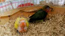 Anakan burung lovebird terlihat di dalam sangkar di tempat budidaya Perumahan Pondok Arum, Tangerang, Senin (4/2). Burung tersebut setelah dibudidayakan dijual dari Rp250 ribu sampai Rp1,5 juta tergantung warna dan suara. (Merdeka.com/Arie Basuki)
