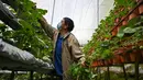 Presiden Organisasi Petani Sayuran Cameron Highlands Chai Kok Lim memetik daun stroberi di negara bagian Pahang, Malaysia, pada 7 Juli 2021. Akibat lockdown corona, perkebunan teh tersebut kekurangan tenaga kerja, menghancurkan industri pariwisata yang vital dan permintaan getah. (Mohd RASFAN/AFP)