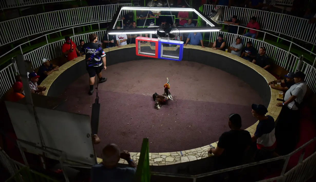 Suasana di klub sabung ayam Campanillas, Toa Baja, Puerto Rico, Rabu (18/12/2019). Sabung ayam telah menjadi tradisi Puerto Rico yang sudah berlangsung selama 400 tahun. (AP Photo/Carlos Giusti)