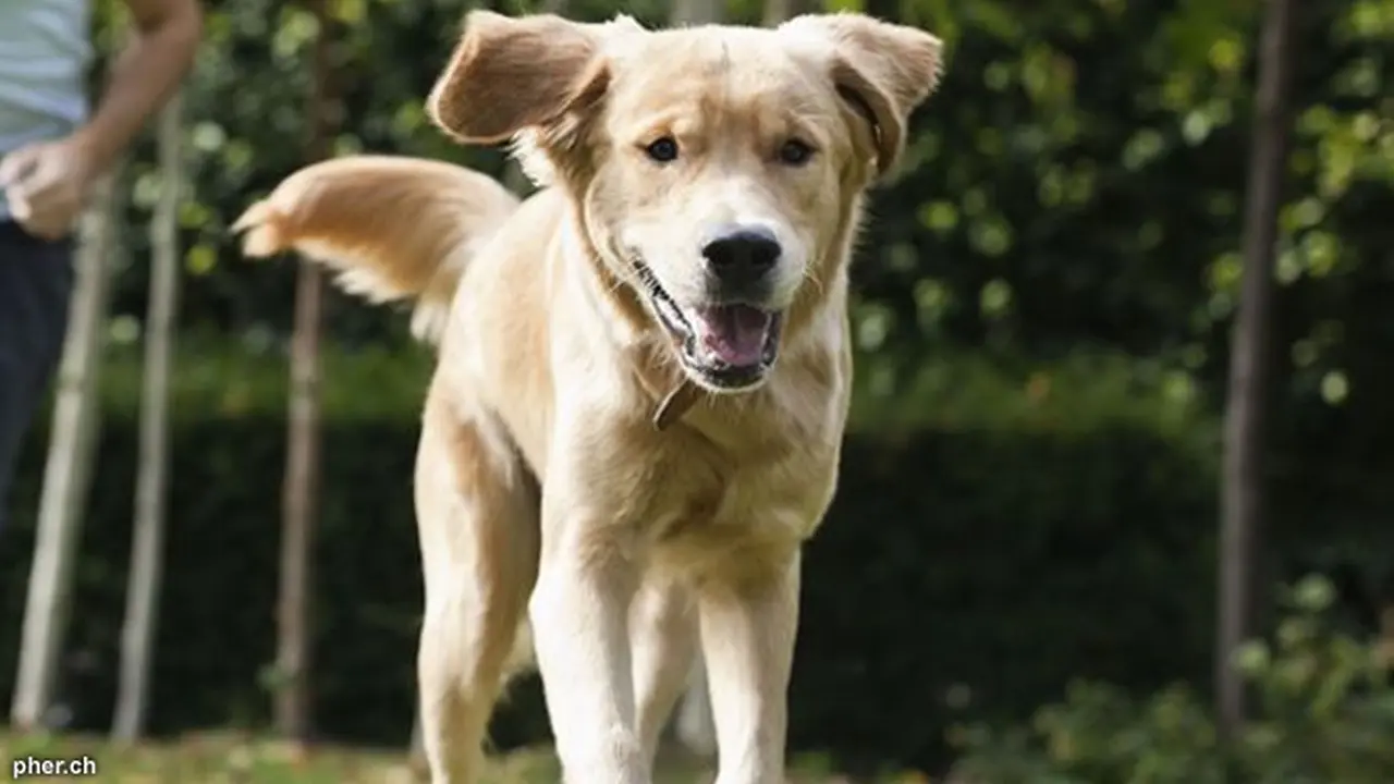 anjing-heroik-130604b.jpg