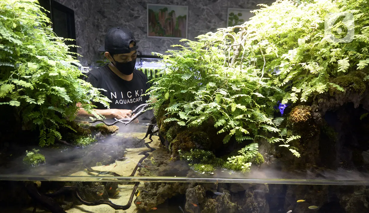 Pekerja menyelesaikan pembuatan aquascape air tawar di Nickz Aquascape, Serpong, Tangerang Selatan, Banten, Selasa (20/10/2020). Pada masa pandemi saat ini, pemesanan aquascape meningkat hingga 80 persen. (merdeka.com/Dwi Narwoko)