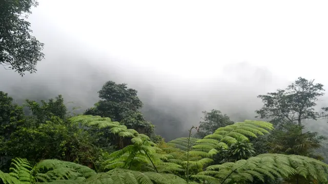 Kabut Hitam