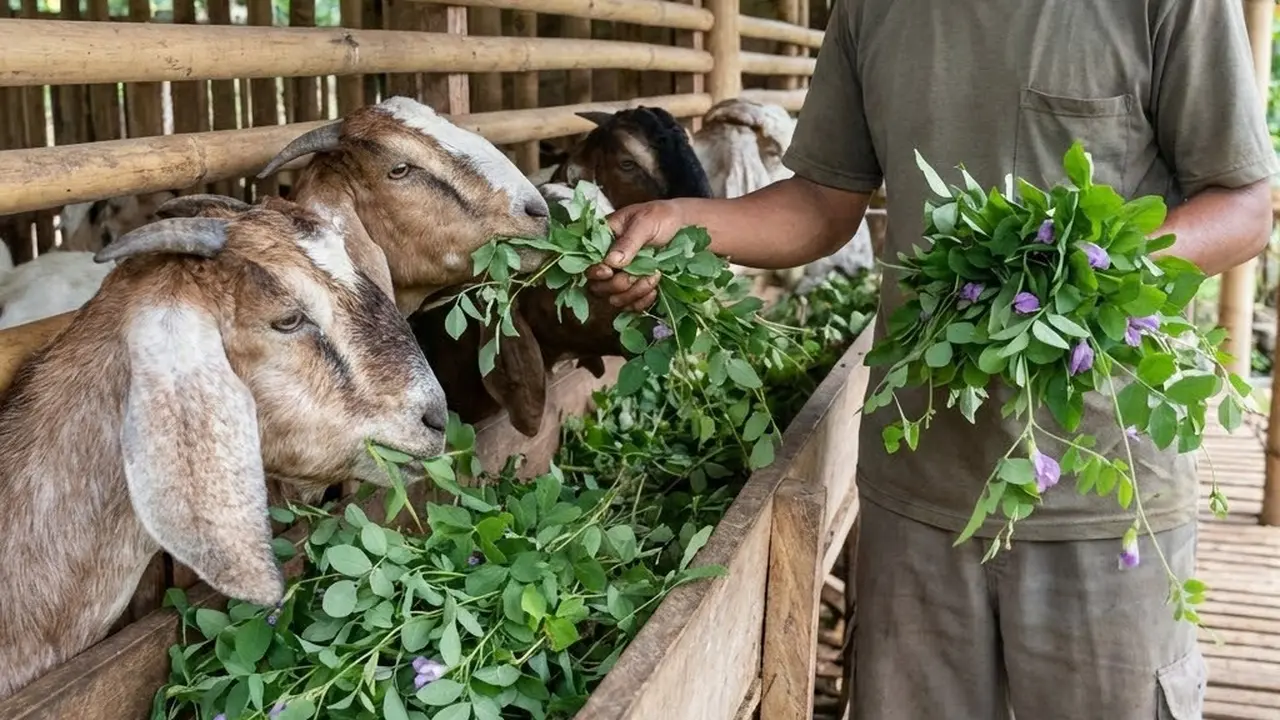 Pakan Hijauan Paling Kaya Protein untuk Kambing