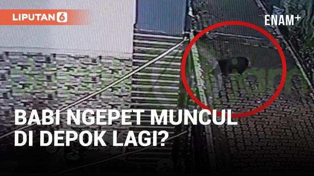 Geger! Penampakan Diduga Babi Ngepet di Depok!