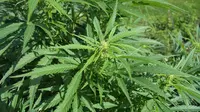 Petani Ganja Aceh Diminta BNN Alihkan Fokus ke Tanaman Produktif