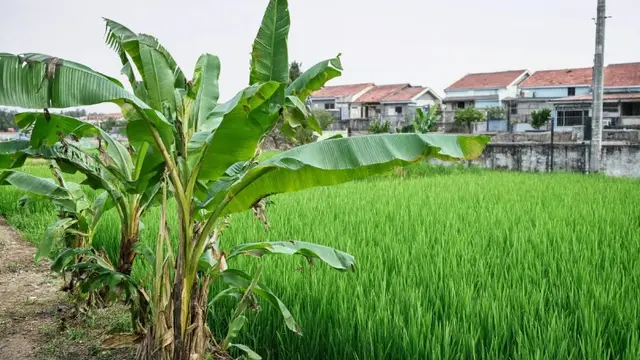 Pohon Buah yang Tidak Mengganggu Pertumbuhan Padi di Sawah (AI)