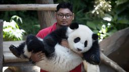 Staf kebun binatang membawa seekor panda betina (tanpa nama) yang lahir di kebun binatang Malaysia tahun lalu pada hari ulang tahun pertamanya di Kebun Binatang Nasional di Kuala Lumpur, Malaysia (14/1). (AP Photo/Vincent Thian)