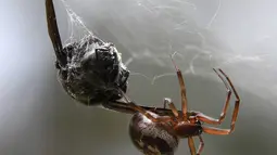 Seekor Laba-laba wanita membawa mangsanya kedalam jaring yang tertangkap di sebuah taman di kota Toulouse, Prancis (8/8). Laba-laba merupakan salah satu jenis hewan filum Arthropoda yang mempunyai kaki yang beruas ruas. (AFP Photo/Pascal Pavani)