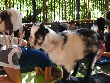 Dua ekor kambing Dwarf Nigeria menaiki tubuh peserta Yoga di Golden Road Pub di Los Angeles (7/5). Yoga bersama kambing yang kini menjadi tren di Amerika Serikat diselenggarakan oleh Hello Critter Goat Yoga. (AFP Photo/Mark Ralston)