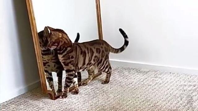 7 Potret Nyeleneh Kucing Bermain dengan Bayangannya Ini Absurd Banget