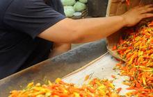 Mendag Zulkifli Kaget Harga Cabai Sudah Tembus Rp100.000 per Kg