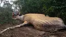 Seekor paus bungkuk ditemukan mati di tengah-tengah vegetasi Pantai Araruna di Pulau Marajo, wilayah hutan hujan Amazon, Brasil pada 22 Januari 2019. Para ilmuwan dikagetkan dengan penemuan bangkai paus tersebut. (HO/Acervo Instituto Bicho D'Agua/AFP)