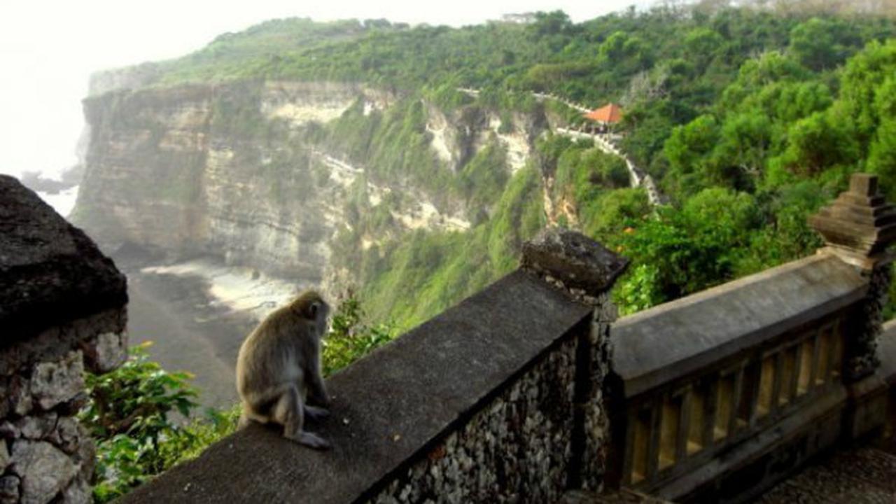 Monyet Uluwatu (1)