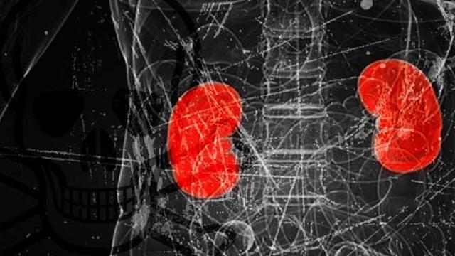 14 Manfaat Kumis Kucing Bagi Kesehatan, Bantu Masalah Pernapasan dan Penyakit Ginjal