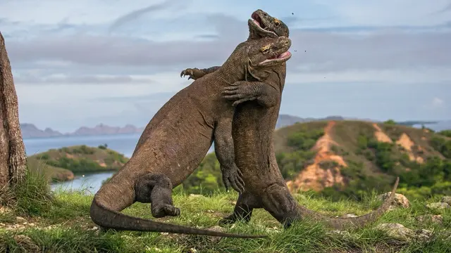 Eksplorasi Satwa Komodo, dari Bawah Laut hingga Daratan