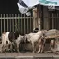 Pedagang saat berjualan hewan kurban di trotoar, Jakarta, Senin (5/8/2019). Meski Pemprov DKI Jakarta telah melarang, sejumlah pedagang nekat berjualan hewan kurban di trotoar dengan alasan tidak memiliki lahan. (merdeka.com/Iqbal S. Nugroho)