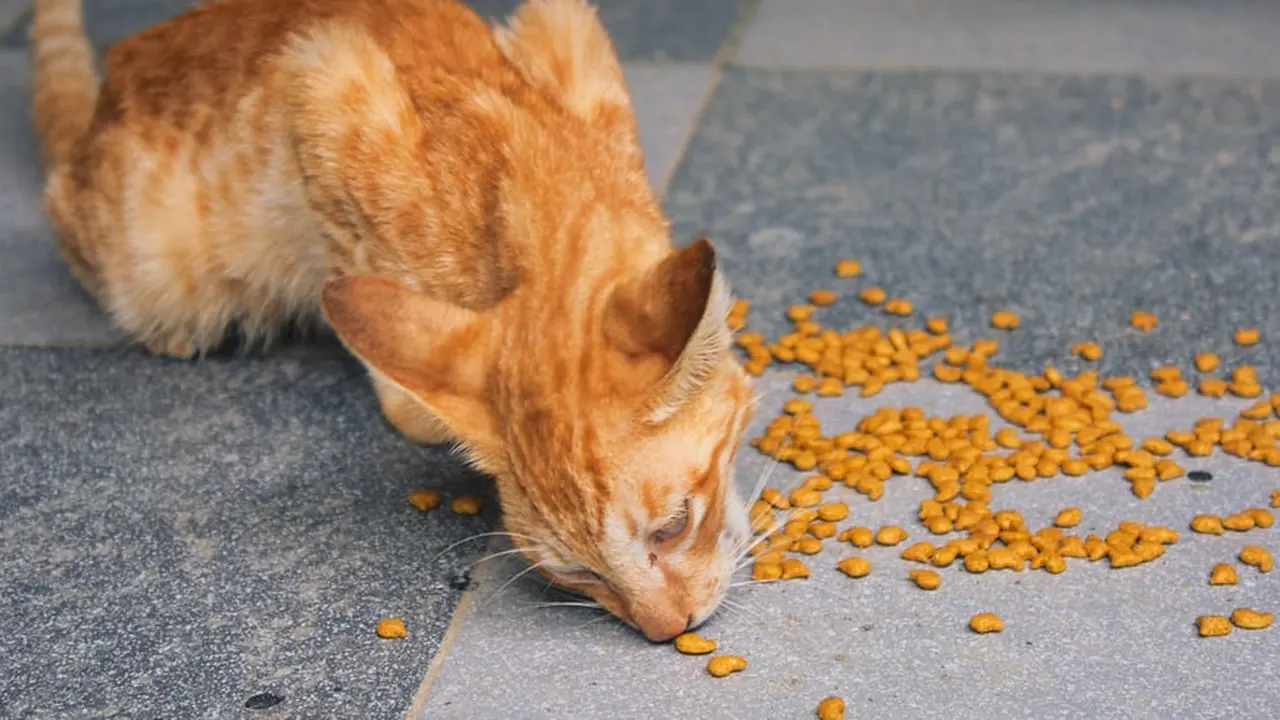 Cara Mengatasi Kucing Lemas Tidak Mau Makan
