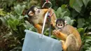 Monyet squirrel ditempatkan di timbangan selama penimbangan tahunan Kebun Binatang London, Kamis (23/8). Sekitar 800 spesies yang berbeda ditimbang satu per satu, di antaranya pingiun, gorila, hingga siput raksasa. (Daniel LEAL-OLIVAS/AFP)