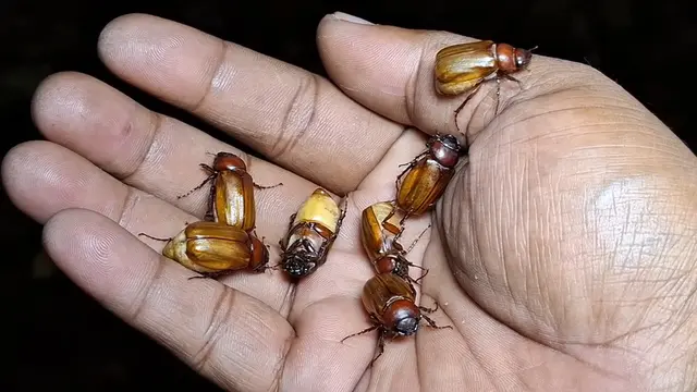 Serangga putul