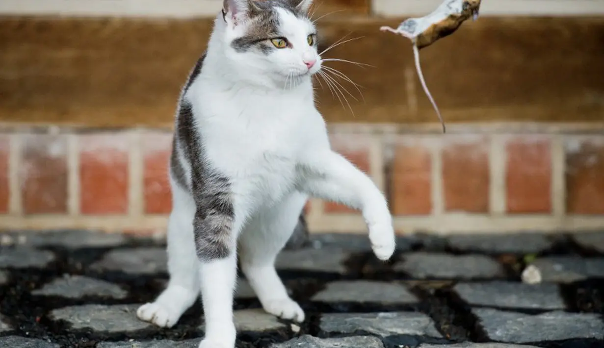 Tikus malang ini menjadi bulan-bulanan Sang kucing, Jerman, Sabtu (20/12/2014). (AFP Photo/Julian Stratenschulte)