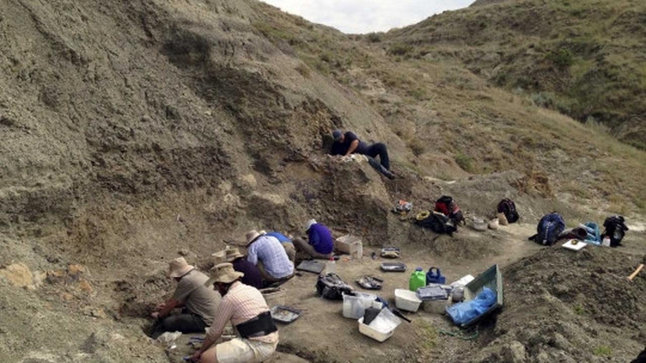Ilmuwan Kanada temukan fosil dinosaurus bertanduk Wendiceratops