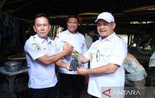 Fakta Unik: Teh Tayu Bangka Barat, Teh Dataran Rendah Berusia 150 Tahun, Segera Jadi Indikasi Geografis?