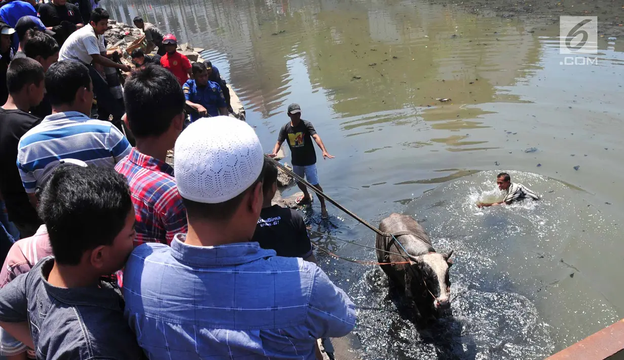 Petugas pemadam kebakaran bersama warga mengevakuasi seekor sapi yang tercebur ke Kali Mberok, Kota Semarang, Sabtu (10/8/2019). Butuh sekitar 3 jam mengevakuasi sapi untuk kurban tersebut hingga mau dimasukkan ke mobil. (Lipuan6.com/Gholib)