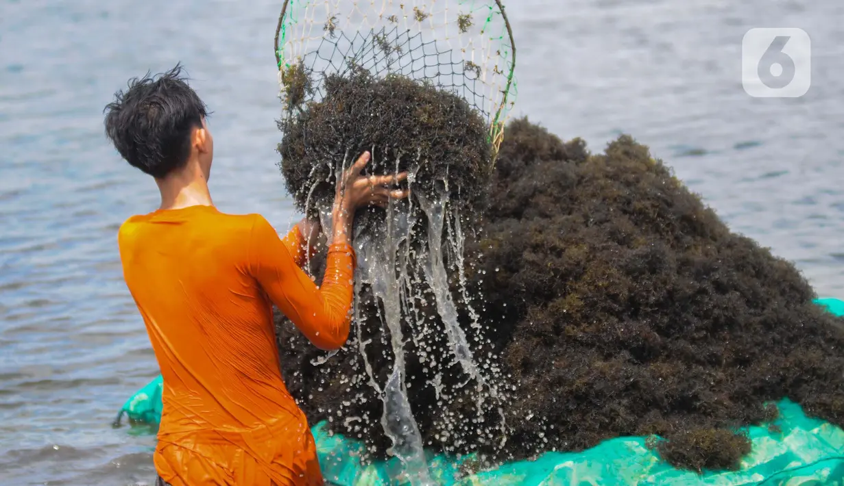 Sejak tahun 2000-an, sebagian warga Kampung Sembilangan menggantungkan hidupnya pada rumput laut. (merdeka.com/Imam Buhori)