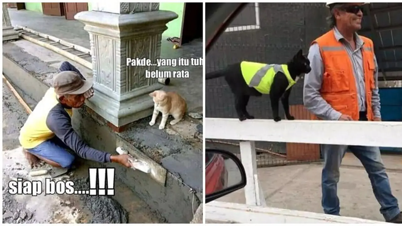 8 Potret Kucing Jadi Mandor Proyek Ini Bikin Geleng Kepala