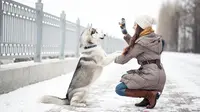 10 Dog Breeds That Are Difficult to Train