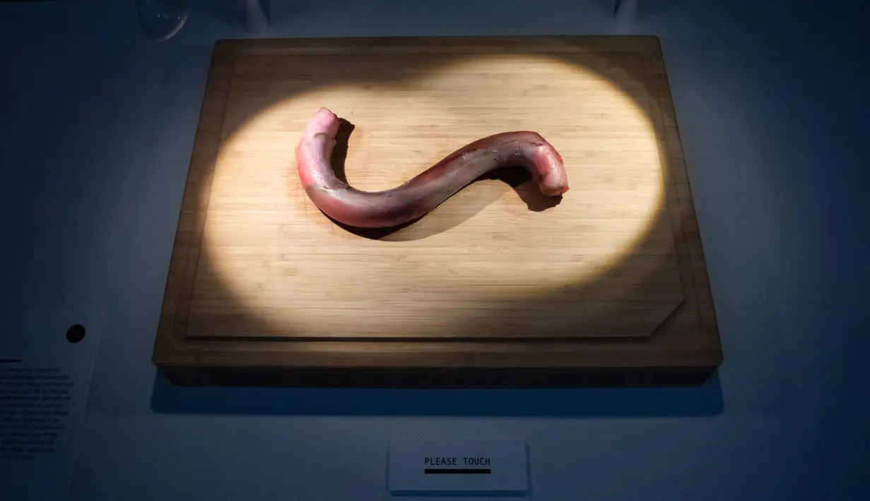 Penis banteng ditampilkan dalam Disgusting Food Museum atau Museum Makanan menjijikan di Malmo, Swedia, 4 November 2018.  Pameran itu menampilkan 80 makanan paling menjijikkan di dunia. (Johan NILSSON/TT NEWS AGENCY/AFP)